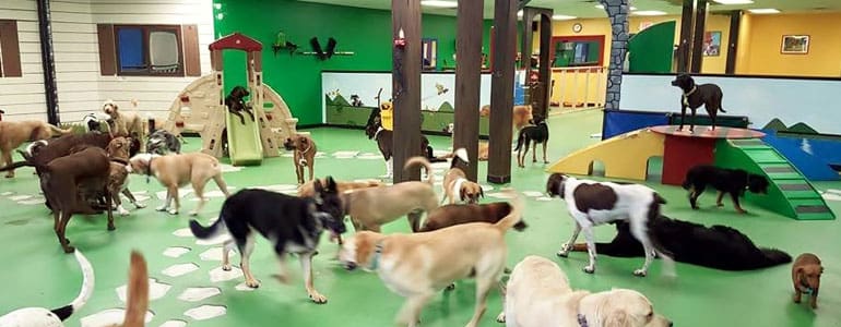 Premium Dog Daycare, Boarding & Grooming Business for Sale in Dubai