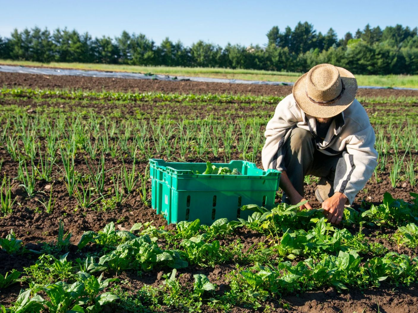 Agriculture and Farming